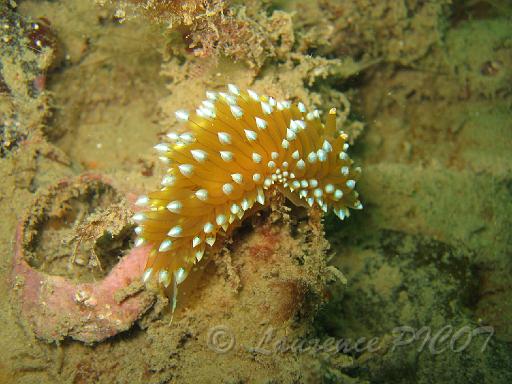 Antiopelle - Janolus cristatus 2.JPG - Mer de la Manche - Cherbourg